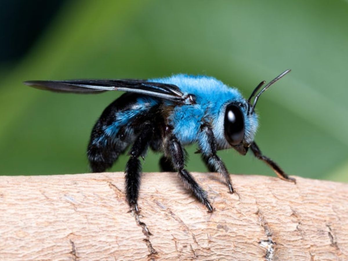 Blue Carpenter Bee