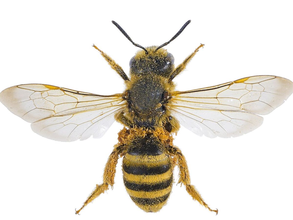 Violet carpenter Bee