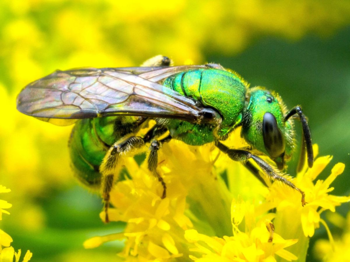 Pure Gold Green Sweat Bees