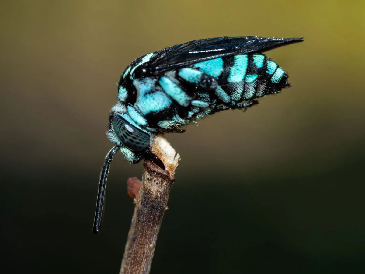 Neon Cuckoo Bees