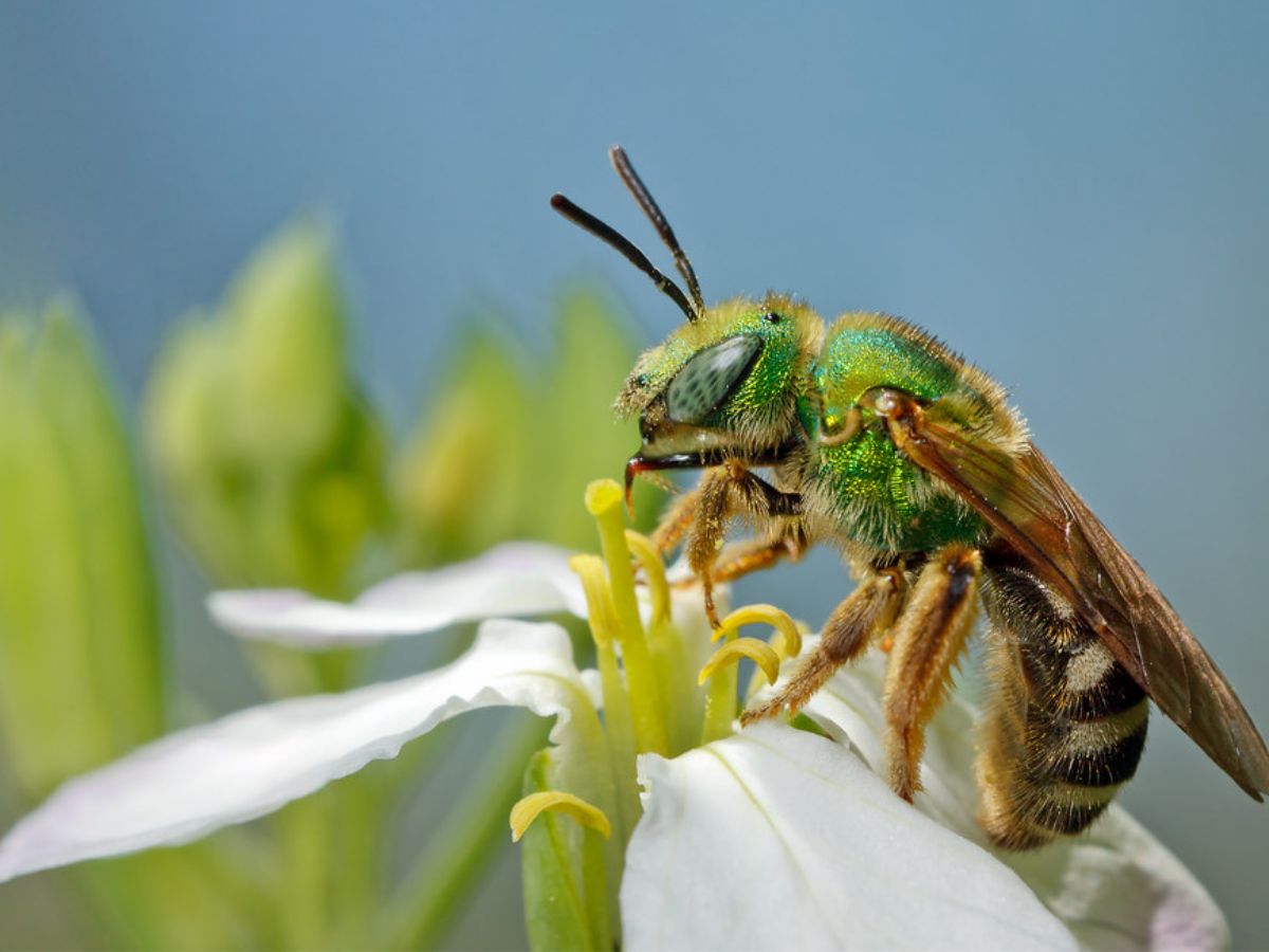 Virescent Metallic Bees