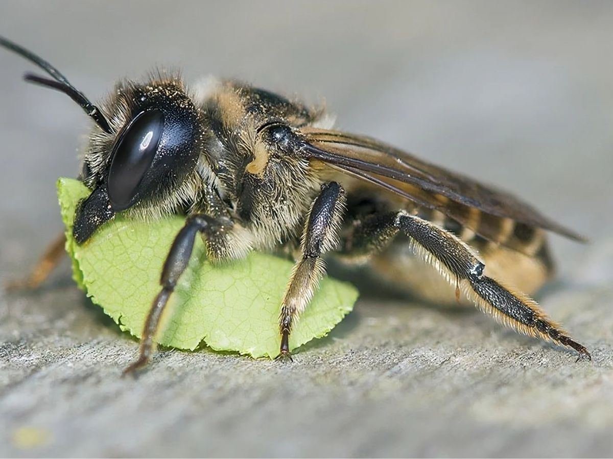 Leafcutter Bees