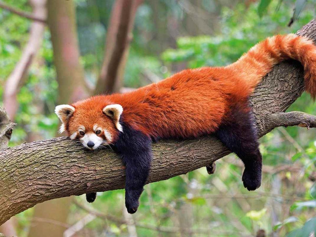 Red Panda