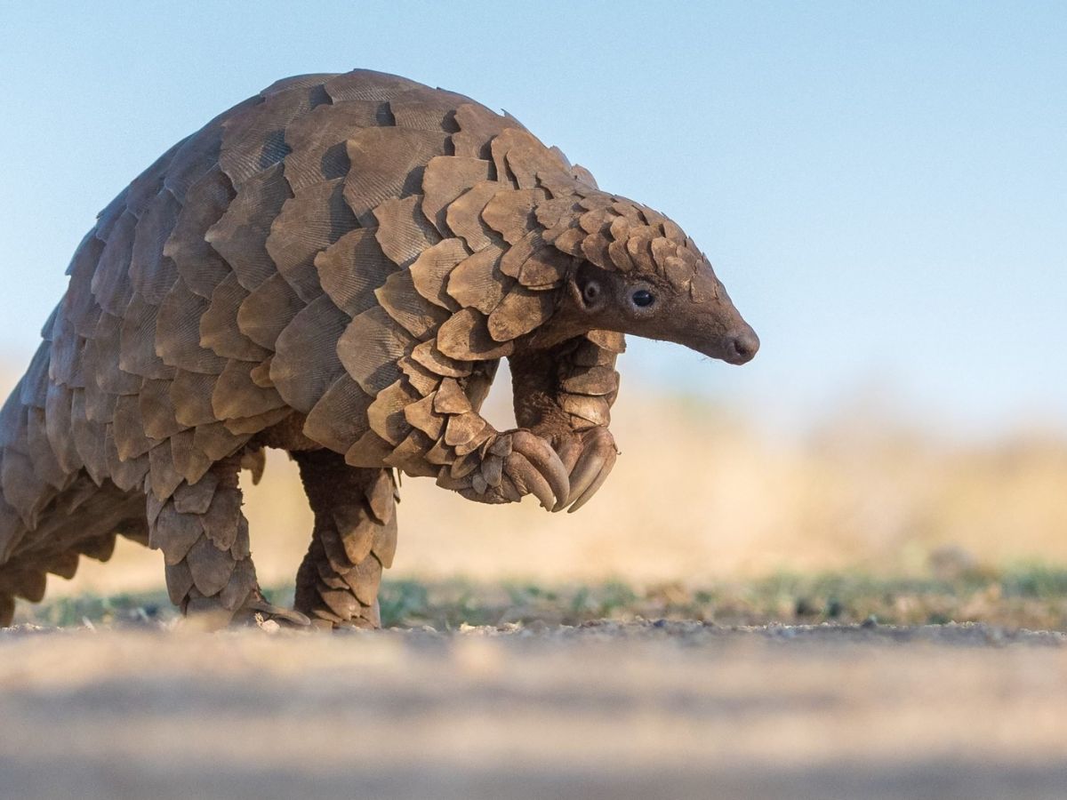 Pangolin