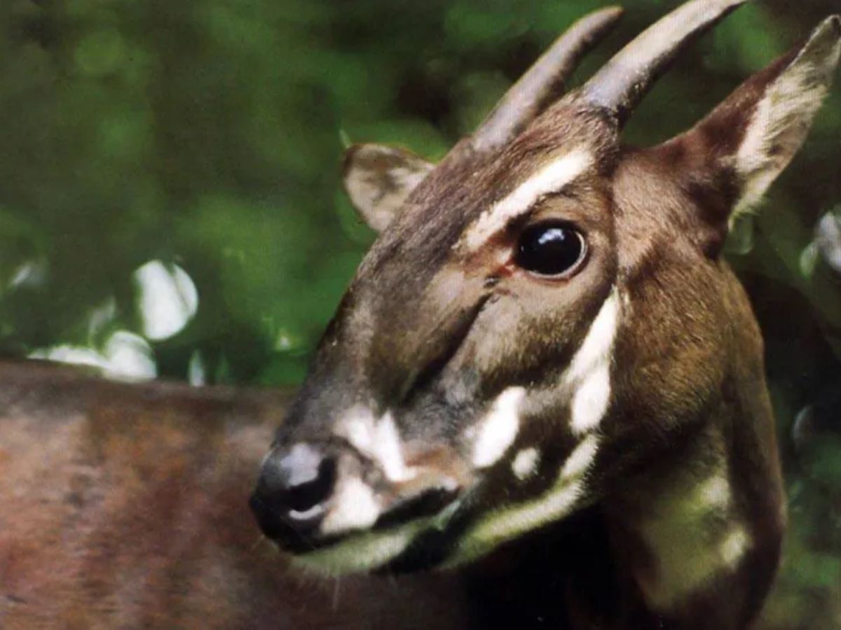 Saola