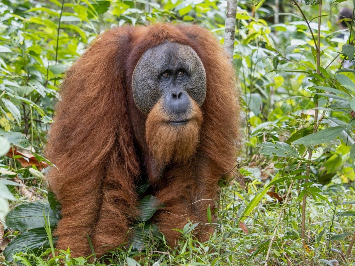 Tapanuli orangutan