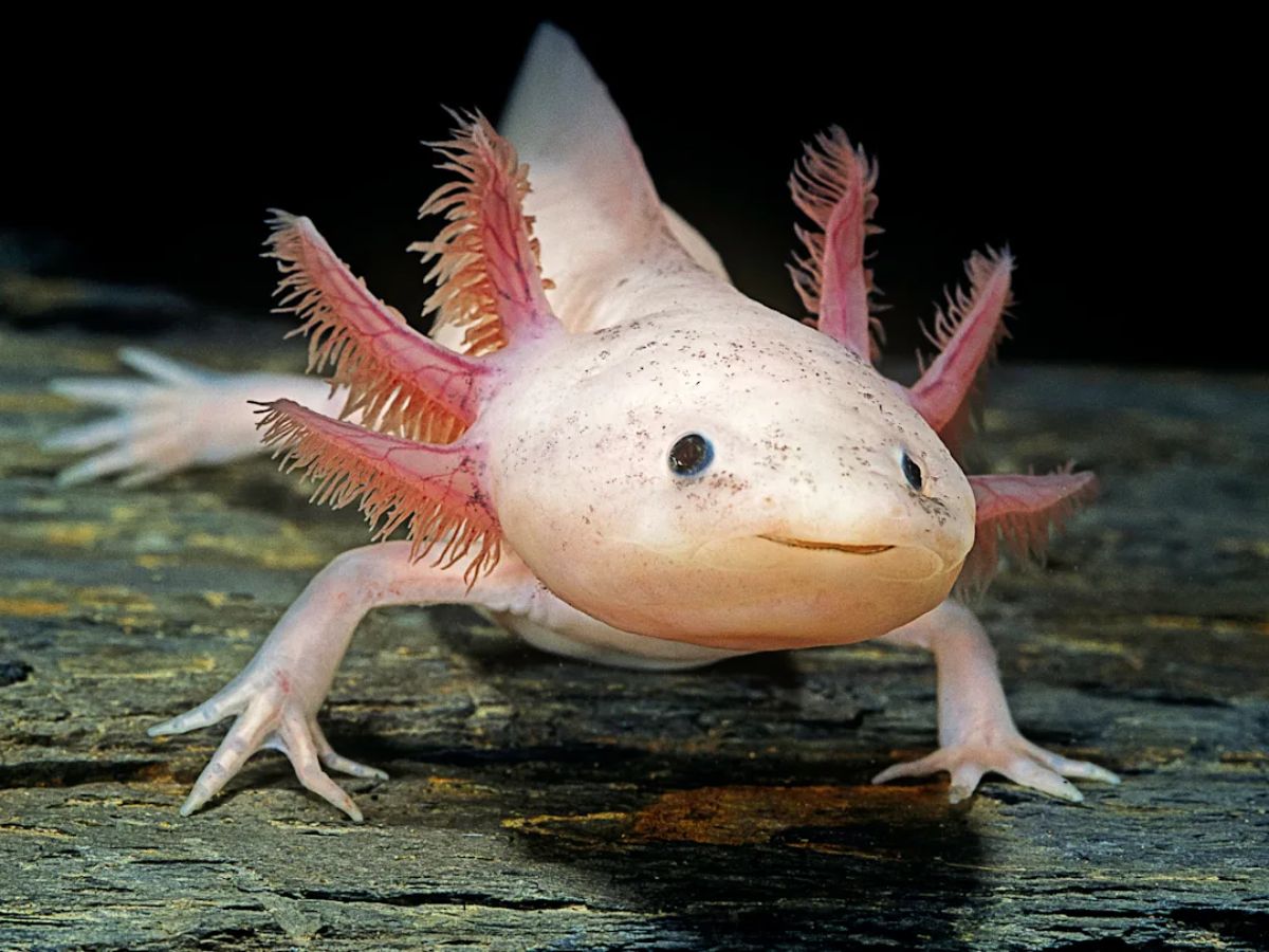 Axolotl