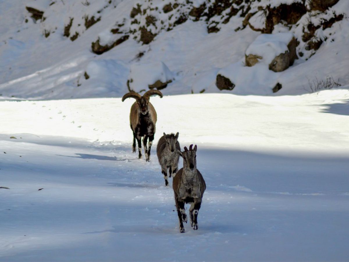 Nanda Devi National Park, Uttarakhand