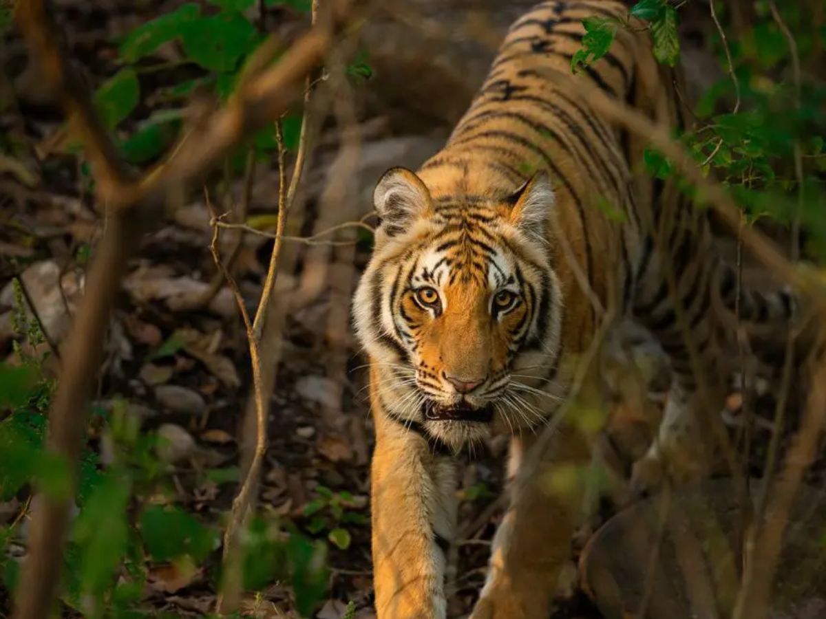Tadoba National Park, Maharashtra