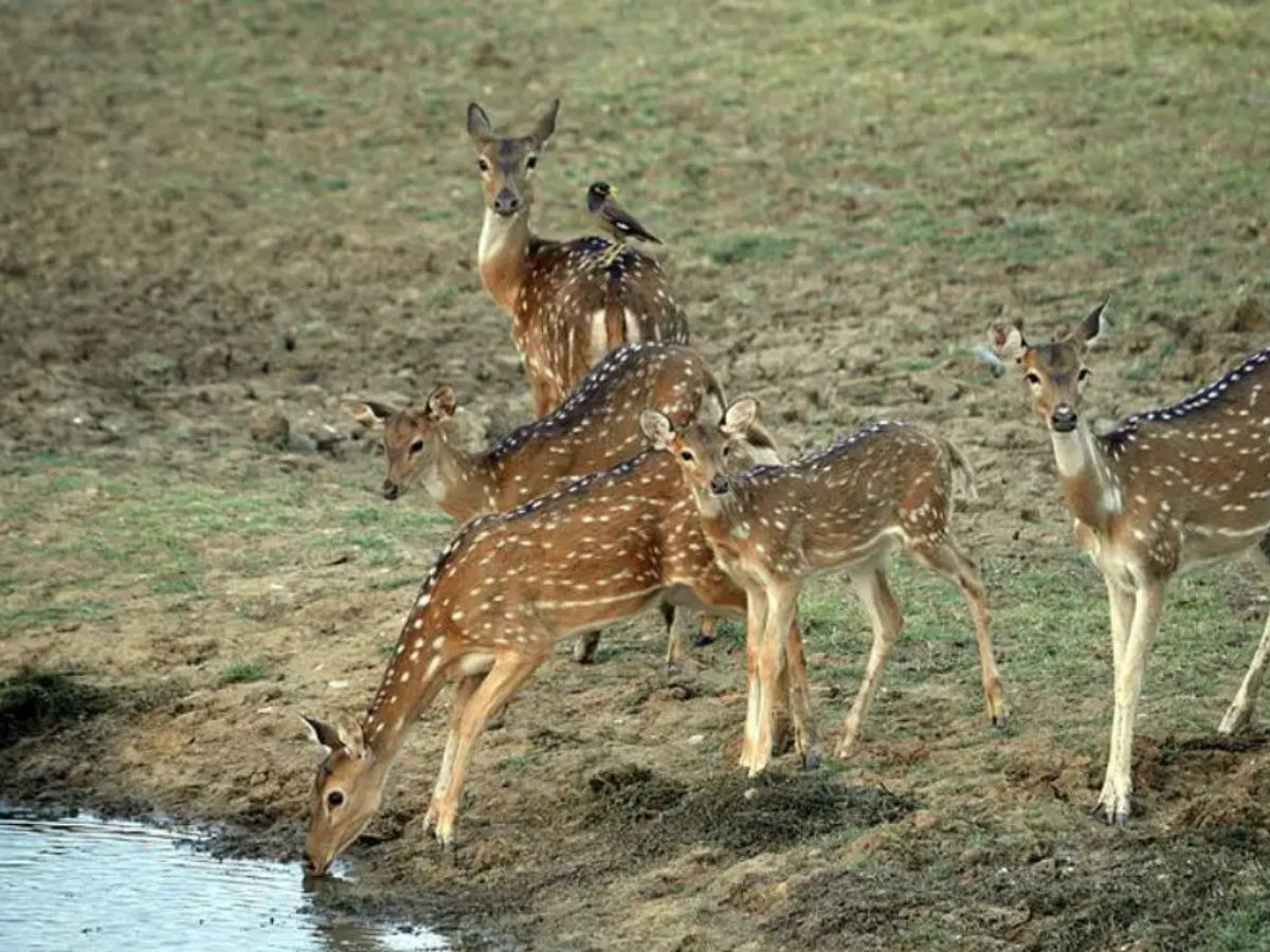 Satpura National Park, Madhya Pradesh