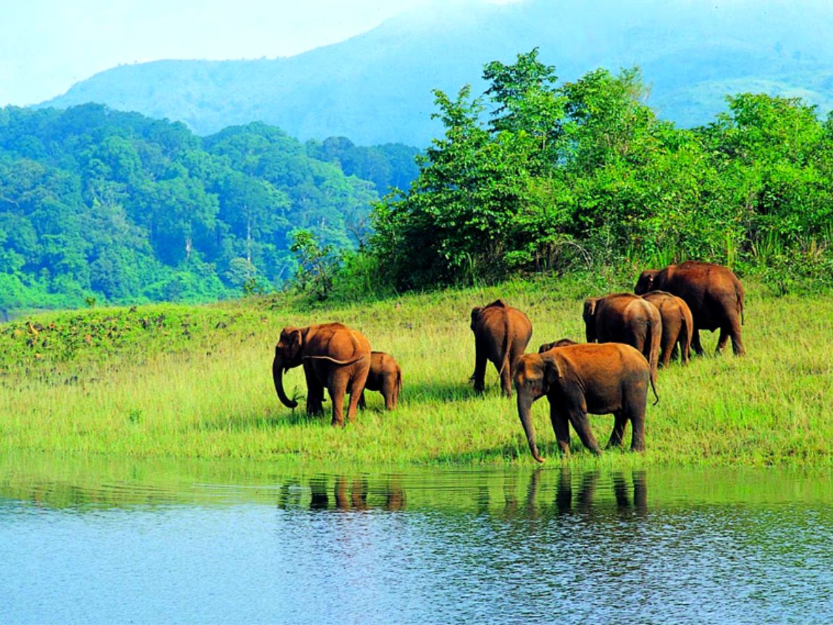 Periyar Wildlife Sanctuary, Kerala