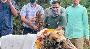 Who Was Arrowhead? Ranthambore Tigress Who ‘Rewrote Conservation’