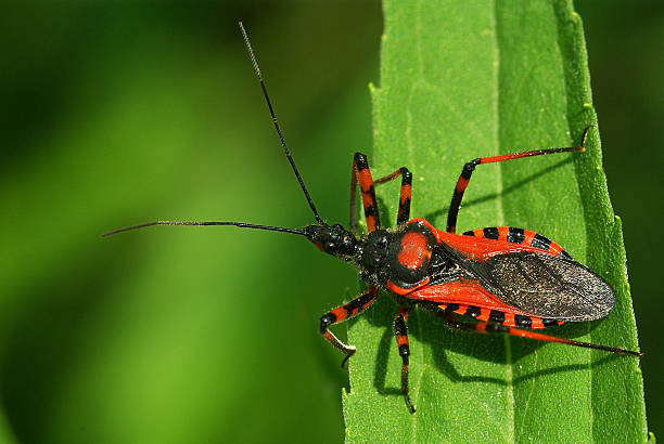 Assassin bug crawling near human mouth