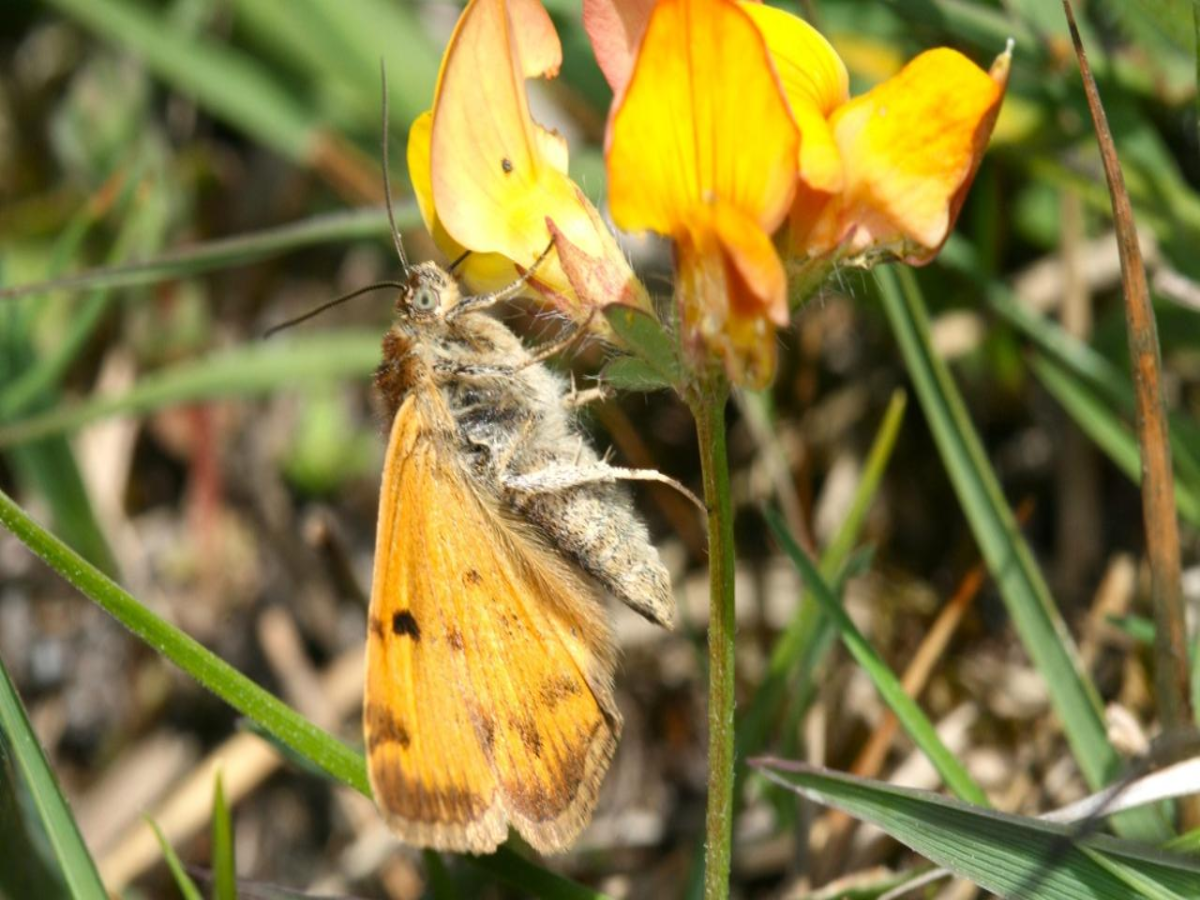 Orange-barred Sulphur Butterfly
