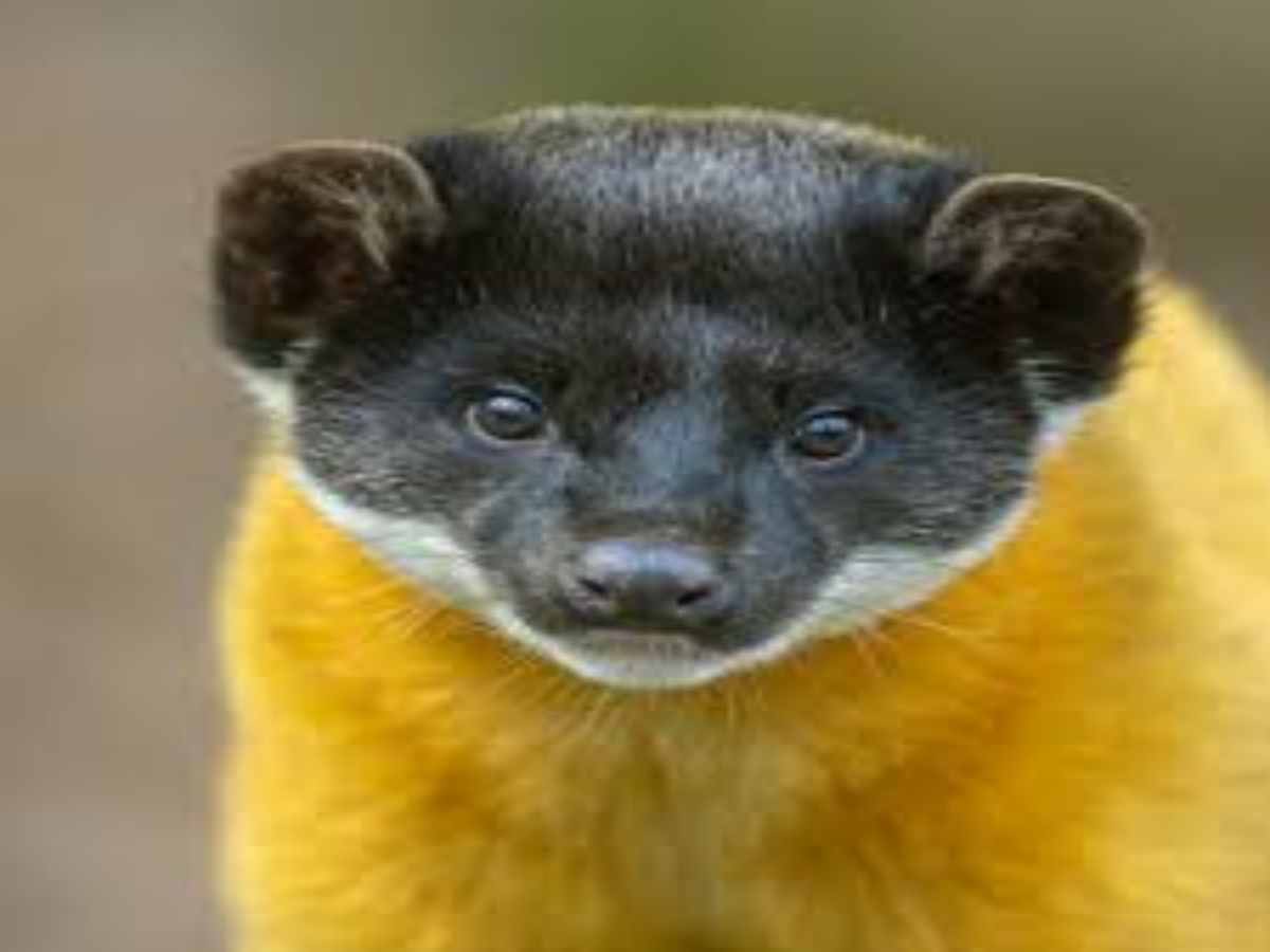 Yellow-Throated Marten