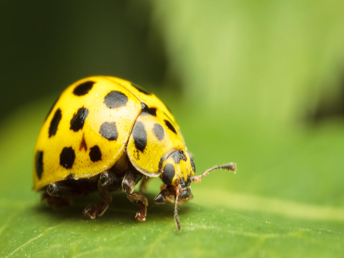 22-Spot Ladybird
