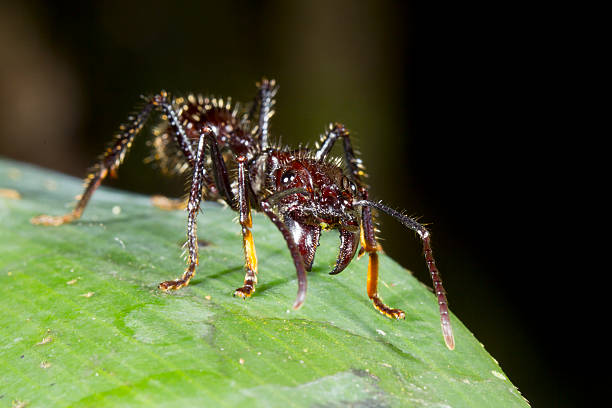 Bullet ant biting with sharp jaws