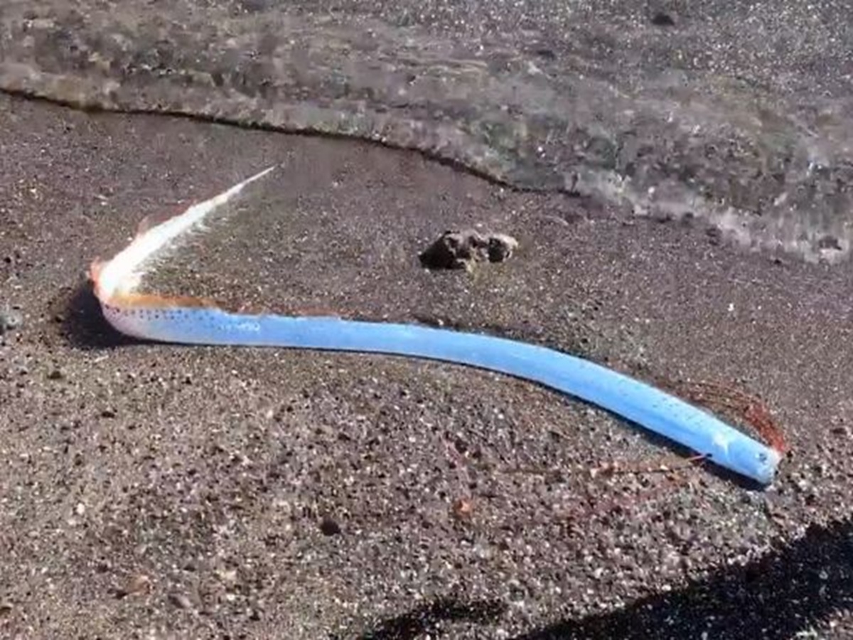 What is Doomsday Fish?