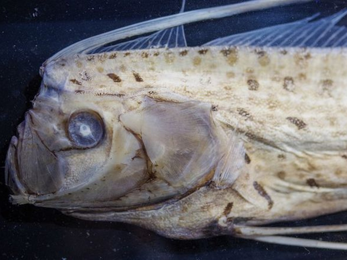 Habitat of Doomsday Fish