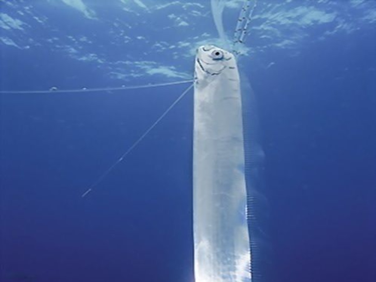 Appearance of Oarfish