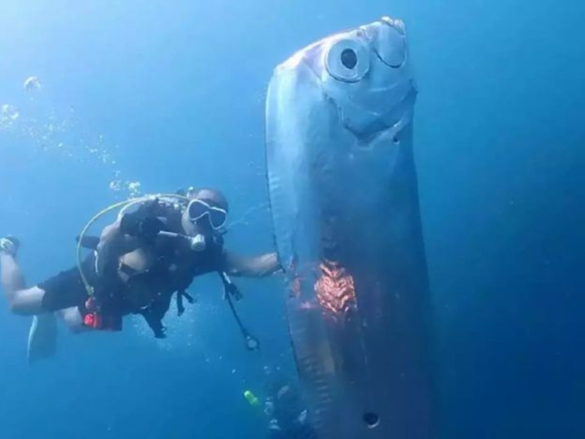 Harmful or Harmless to humans?