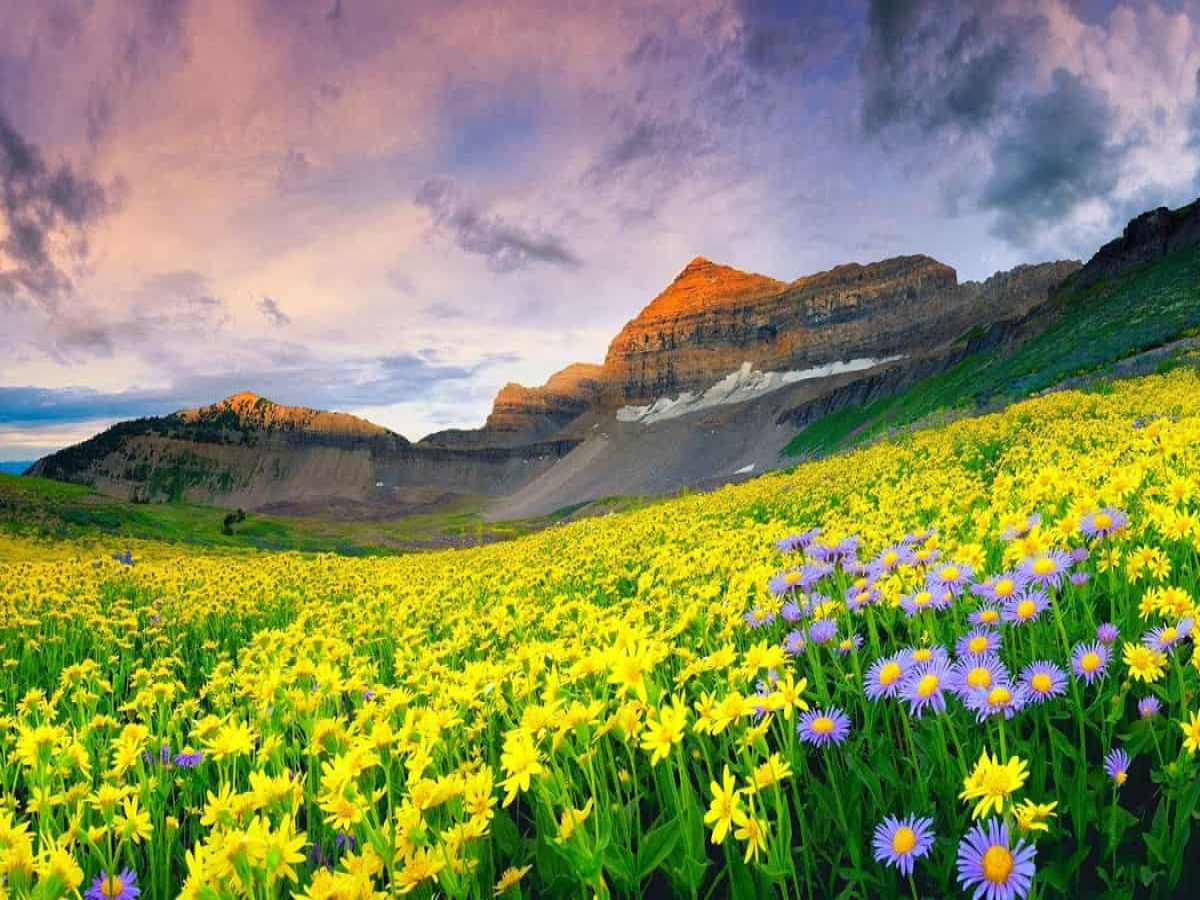 Valley of flowers, Uttrakhand