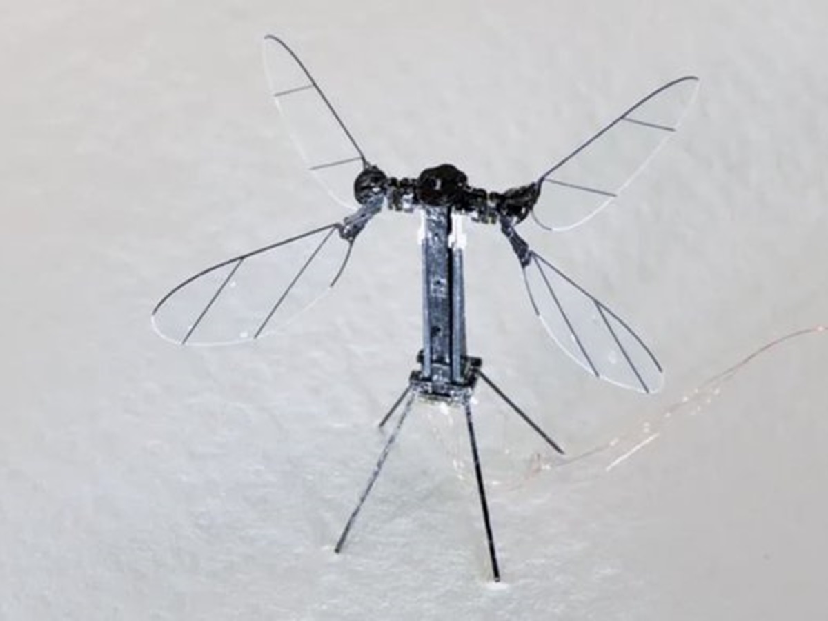 What mosquito drone looks like?
