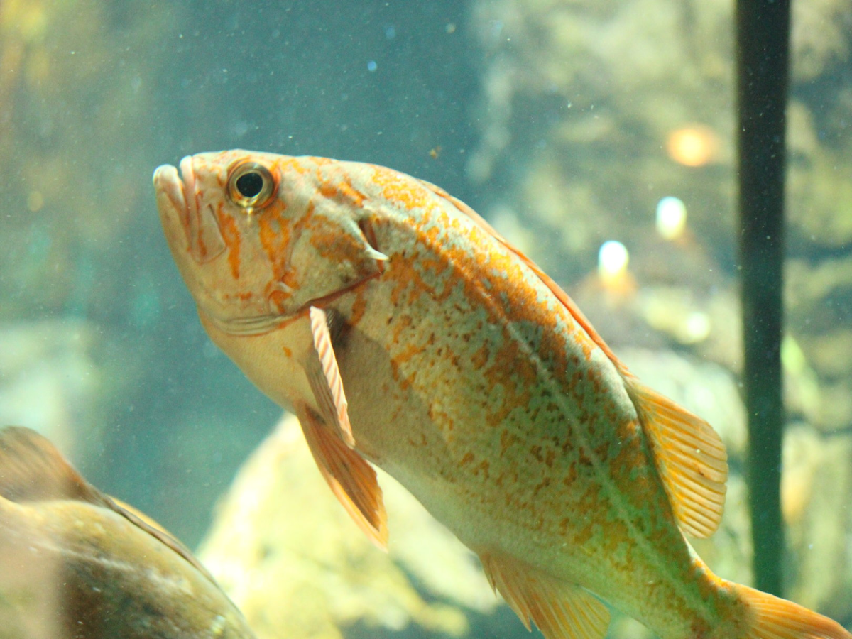 Canary Rockfish