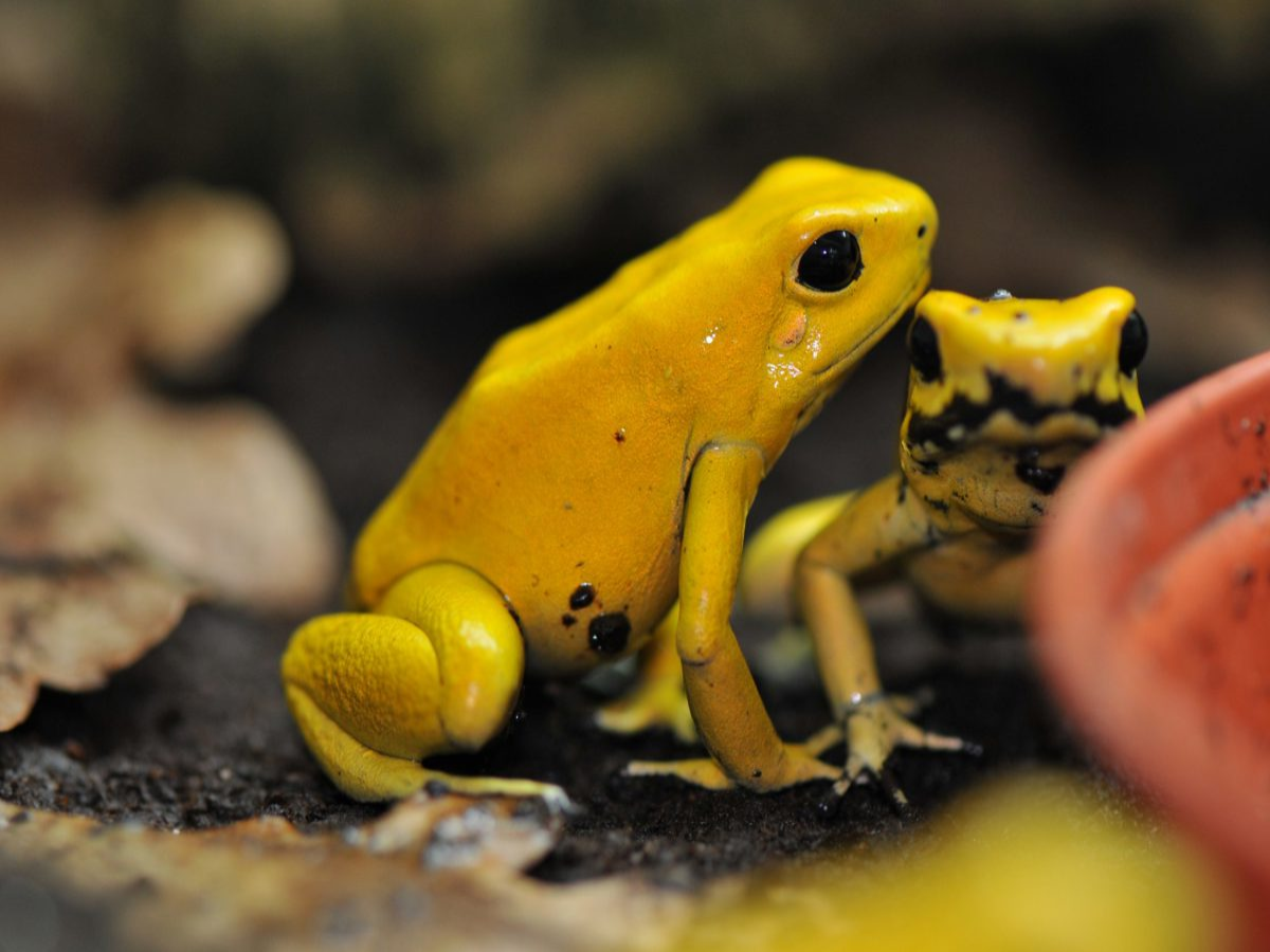 Golden Poison Dart Frog