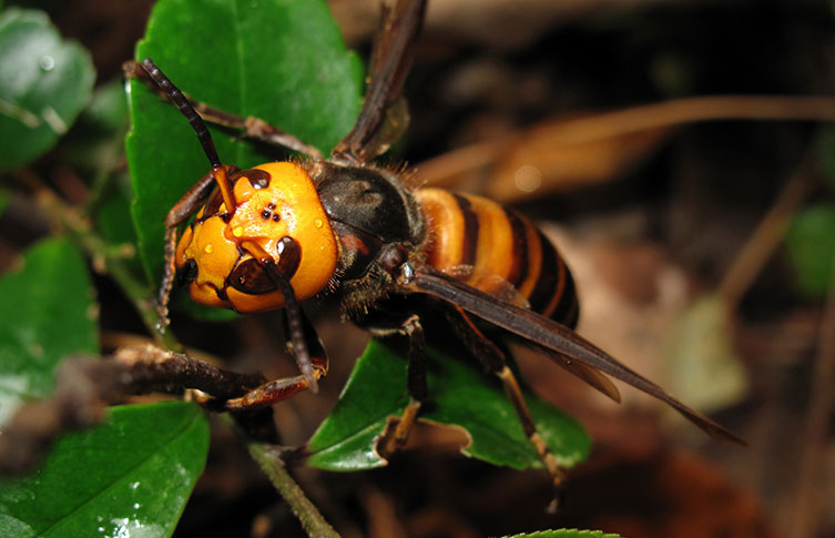 Giant hornet flying near flowers