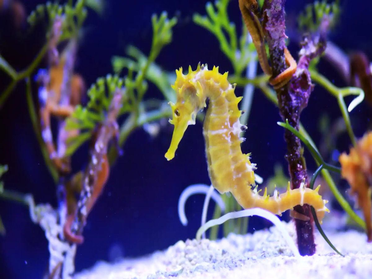Yellow Seahorse