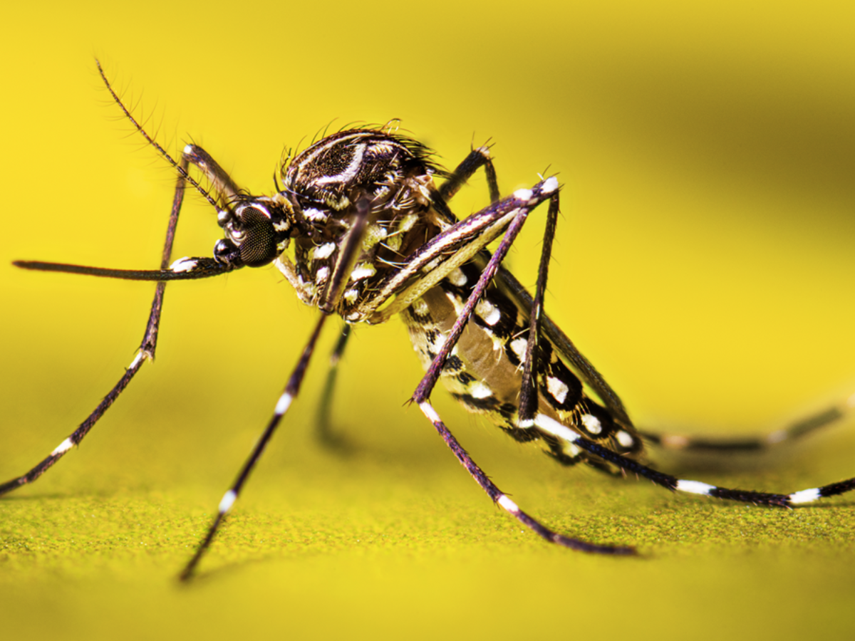 What are these Micro Drones?