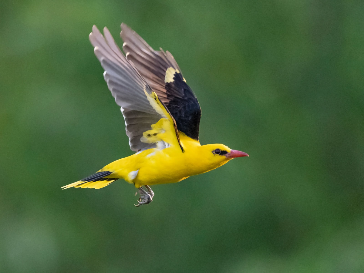 Eurasian Golden Oriole