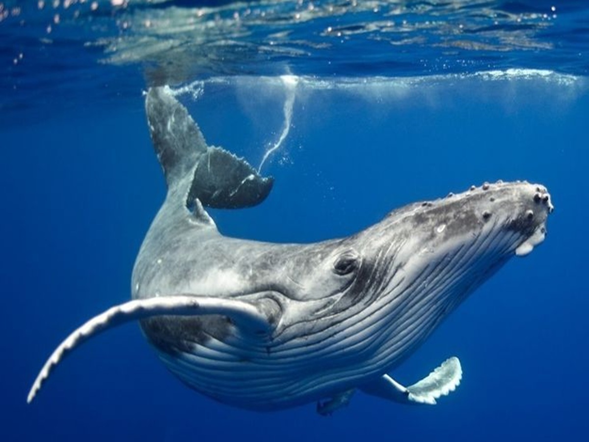 Scavengers Dinner Time