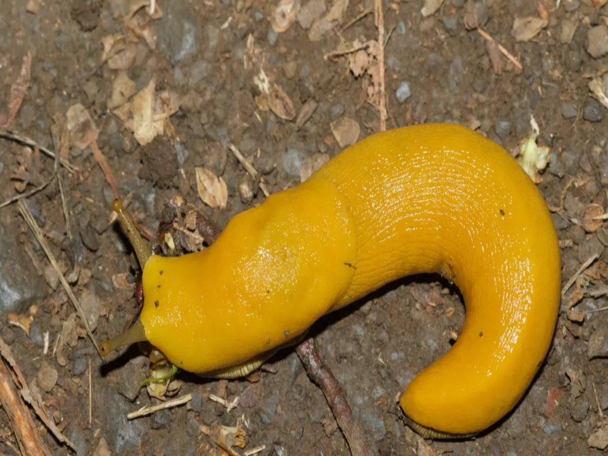 Banana Slug