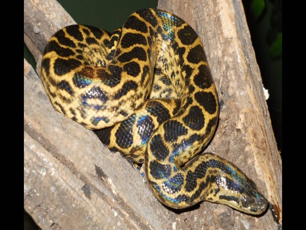 Yellow Anaconda