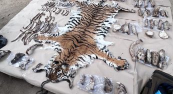 Wildlife Mafia Busted in Jaipur: ₹15 Crore Worth of Skins and Tusks Seized