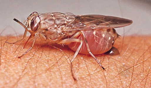 Tsetse fly sitting on human skin