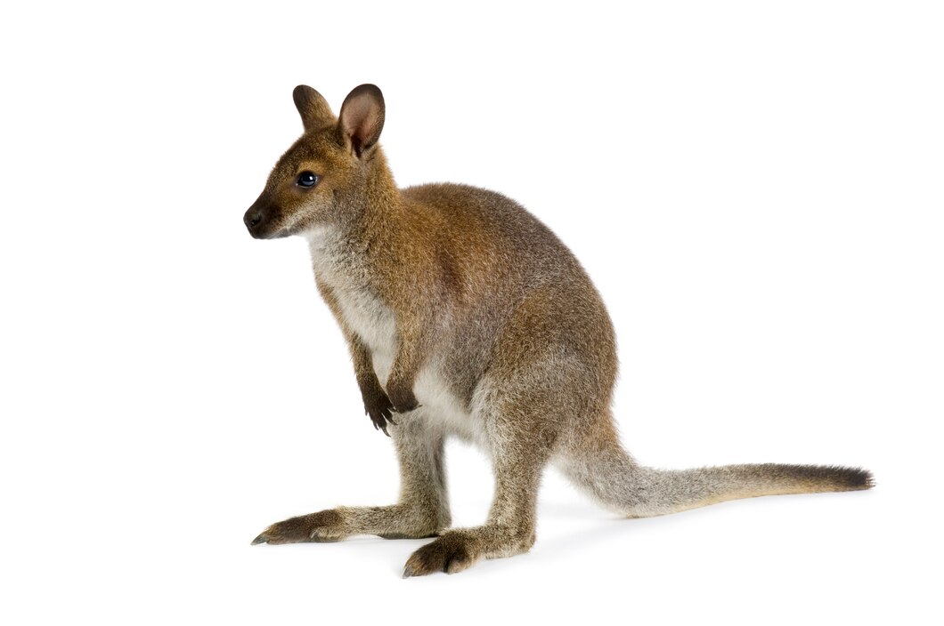 Kangaroo hopping in Australian outback with dry grassland background