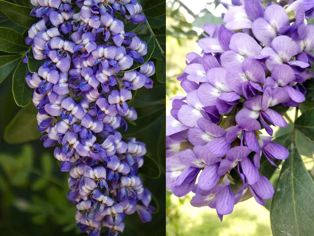 Texas Mountain Laurel