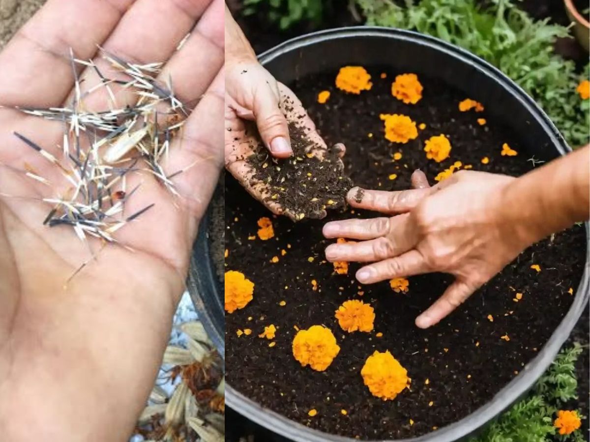 Easy to grow and maintain