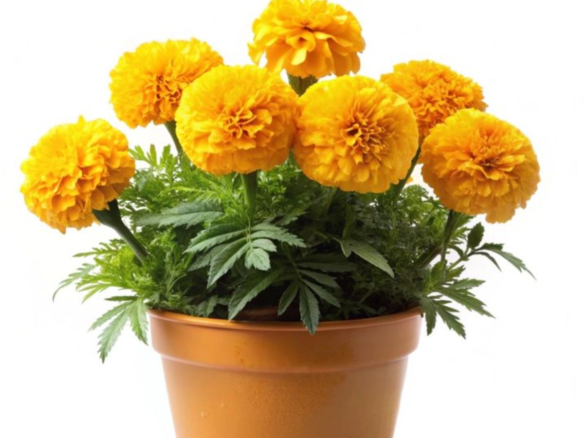 Beautiful and uplifting decor