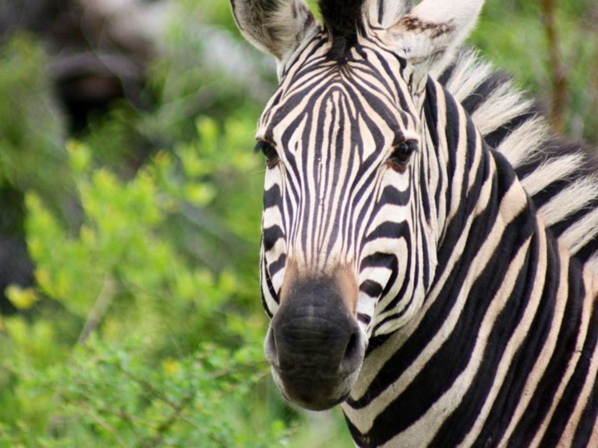 South Luangwa National Park (Zambia)