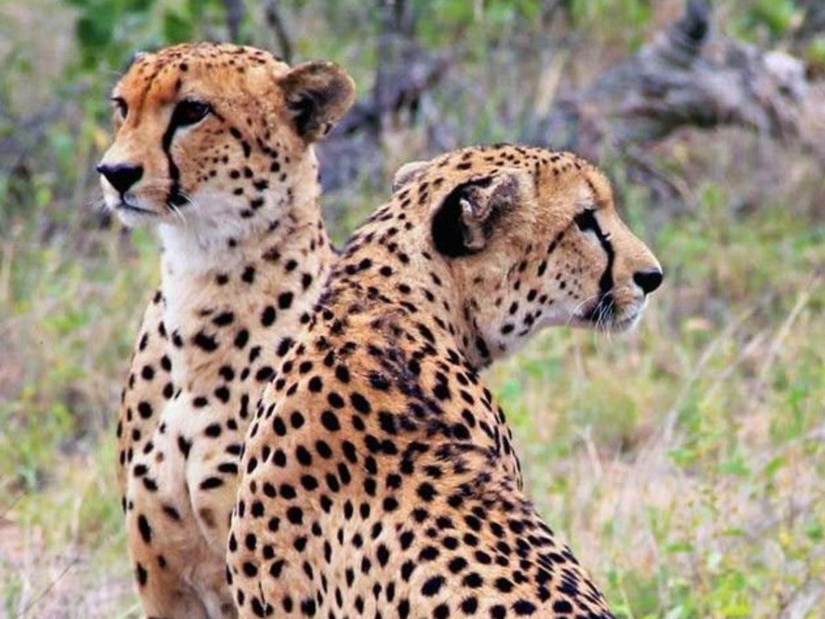 Okavango Delta (Botswana)