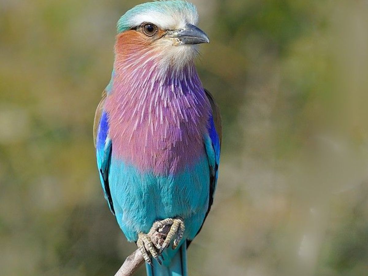 Bwindi Impenetrable Forest (Uganda)