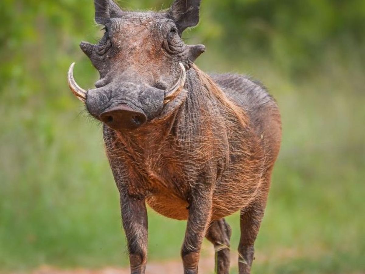 Etosha National Park (Namibia)