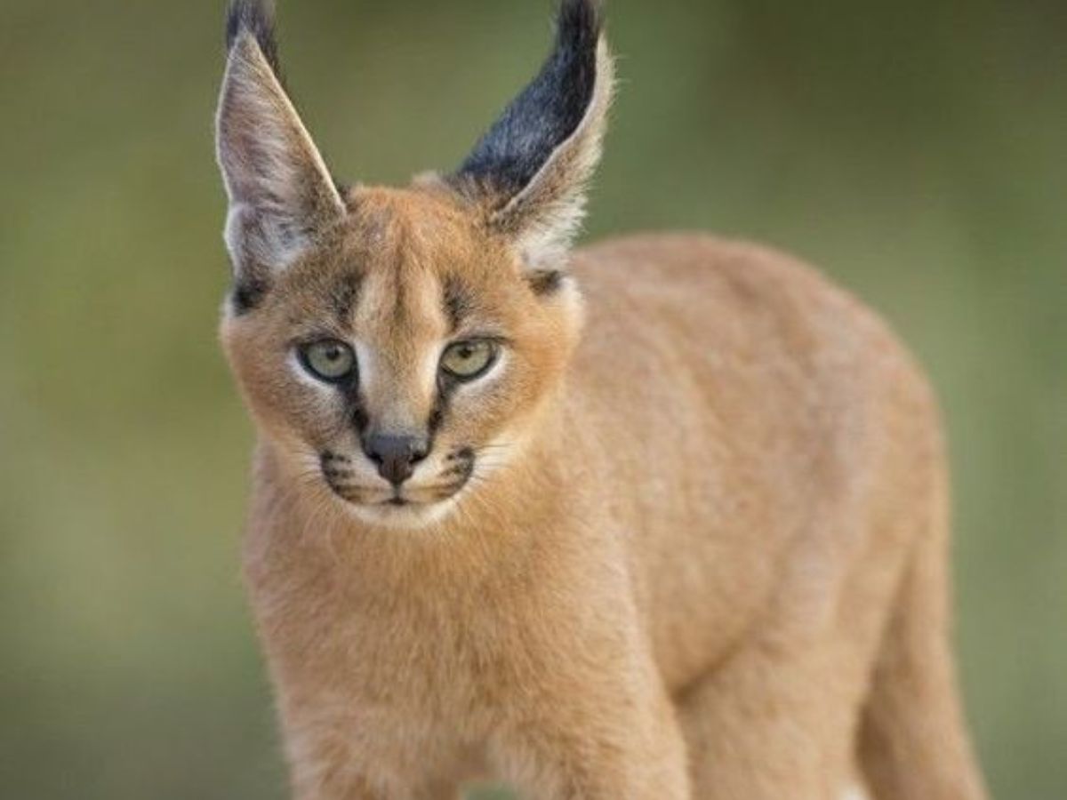 Kruger National Park (South Africa)