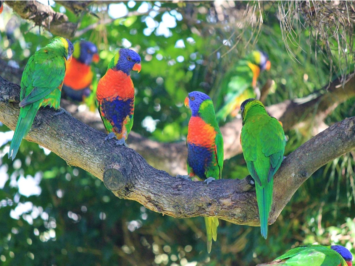 A Rainbow Lorikeet perched on a branch, showcasing its vivid blue, green, orange, and yellow plumage in a rainforest setting