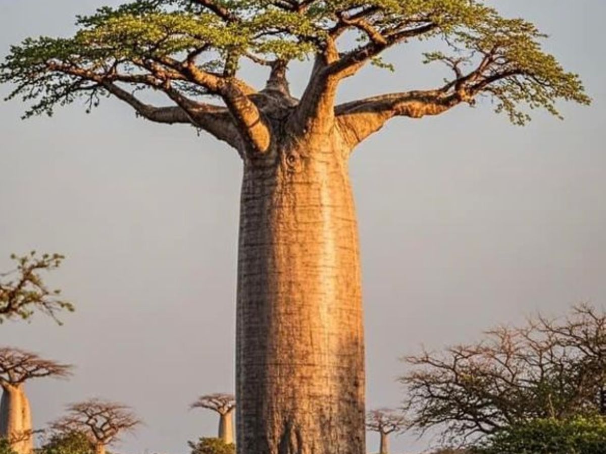 Baobab Trees, Madagascar & Africa