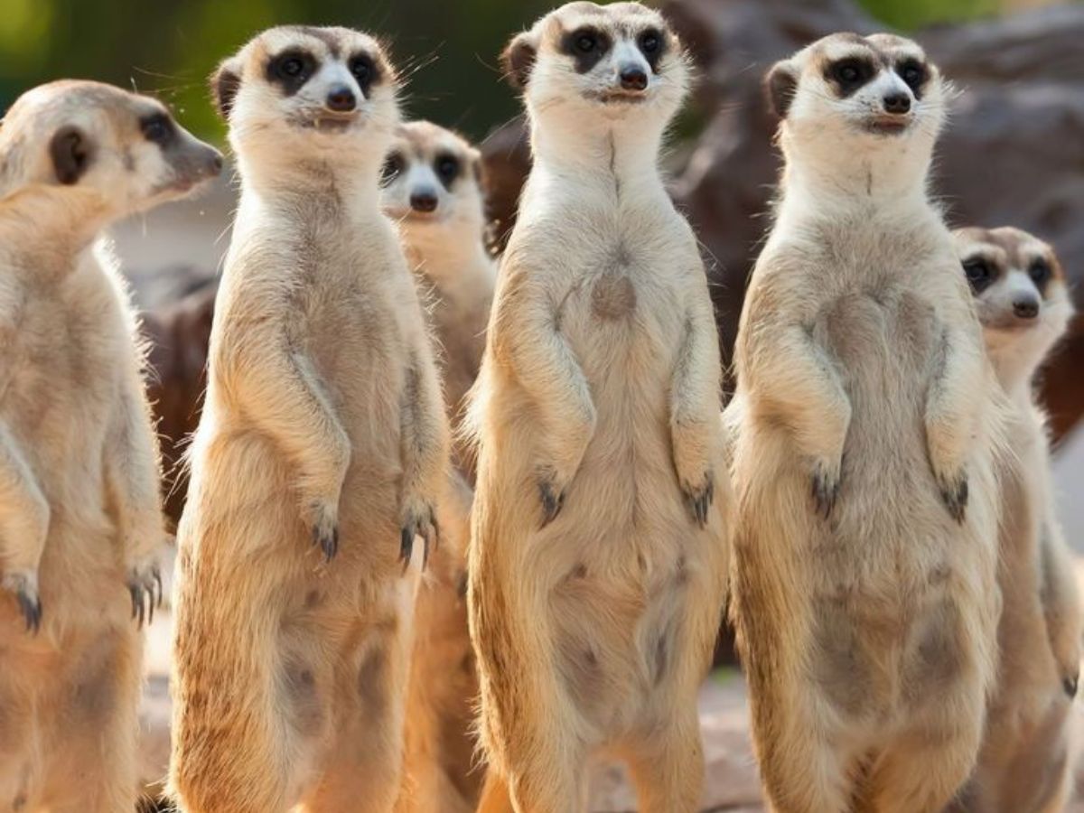 Serengeti National Park (Tanzania)